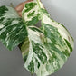 Monstera Albo M9- Tiffany Chew Jubran