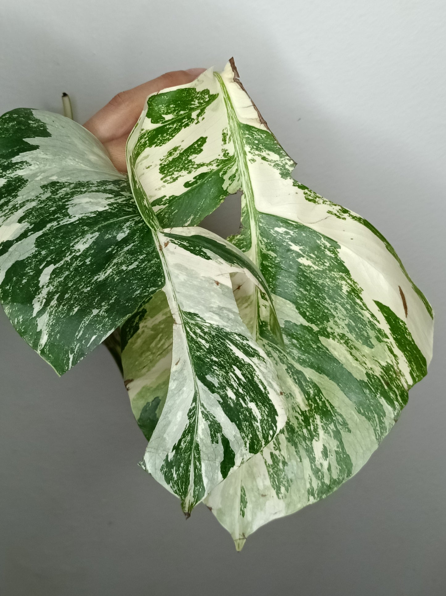 Monstera Albo M9- Tiffany Chew Jubran