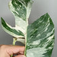 Monstera Albo M9- Tiffany Chew Jubran