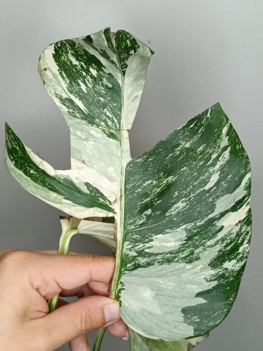 Monstera Albo M9- Tiffany Chew Jubran