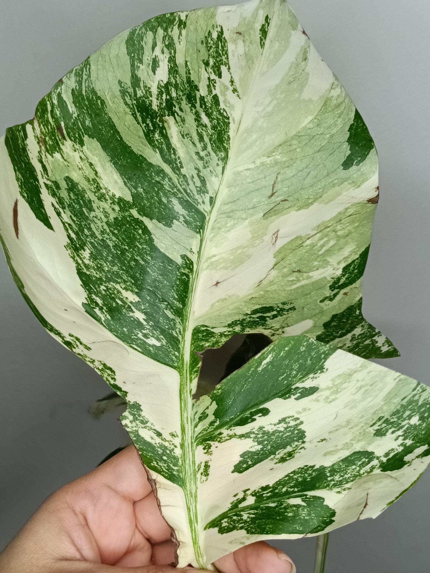 Monstera Albo M9- Tiffany Chew Jubran