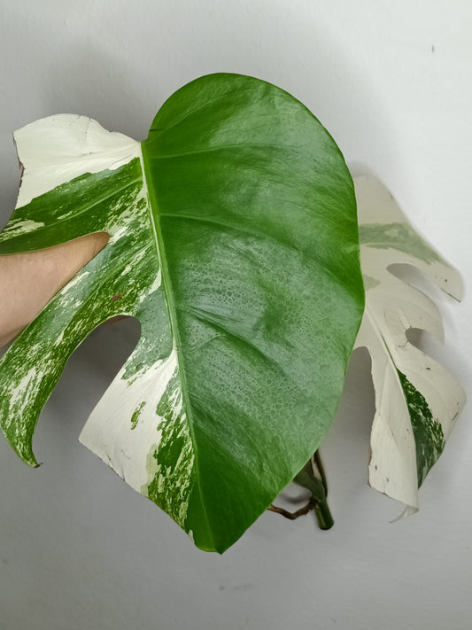 Monstera Albo M10- Elizabeth Evangelista