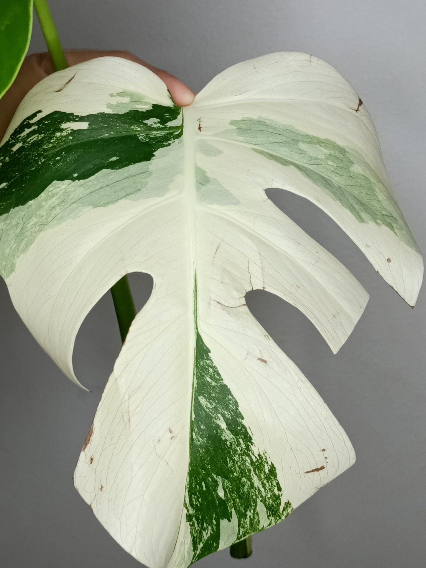 Monstera Albo M10- Elizabeth Evangelista