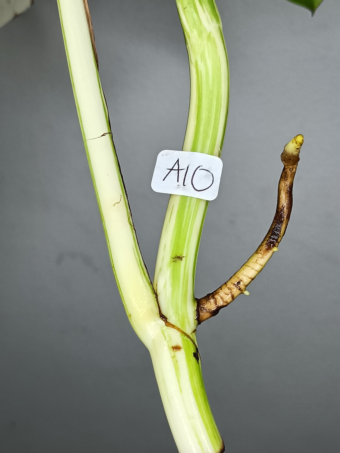 Monstera Albo M10- Elizabeth Evangelista