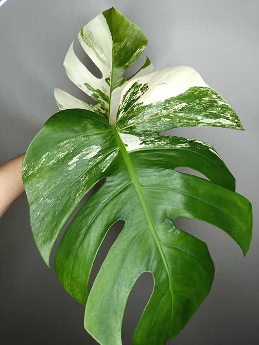 Monstera Albo M11- Elizabeth Evangelista