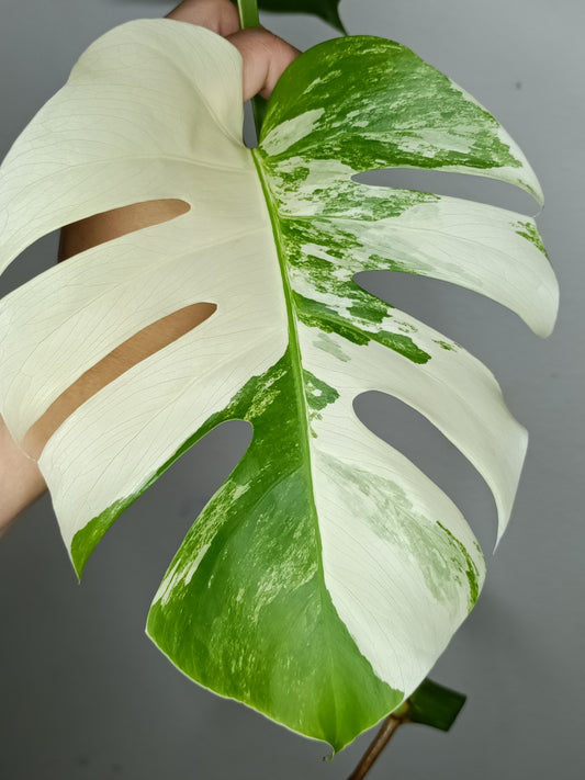 Monstera Albo M11- Elizabeth Evangelista