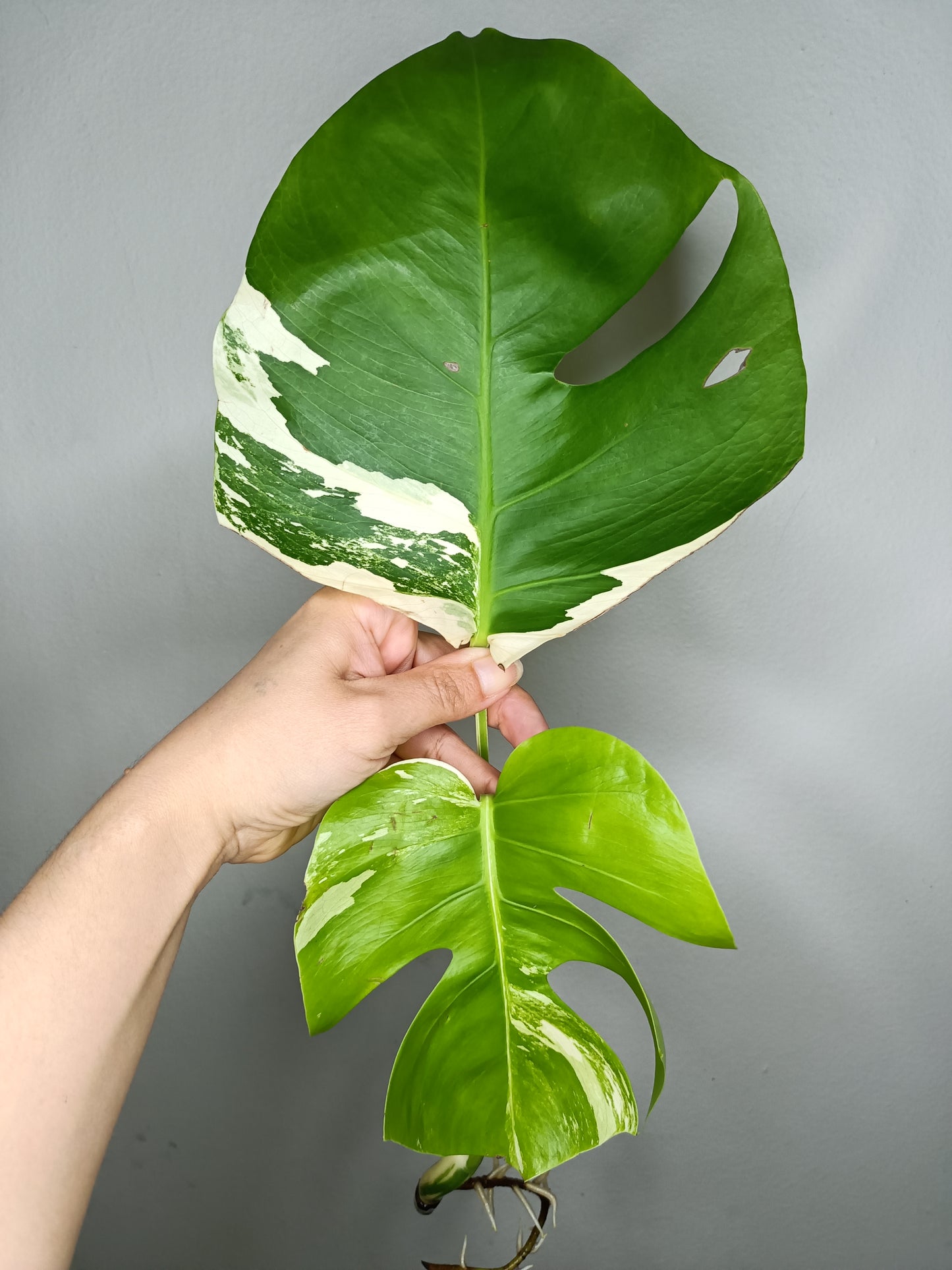 Monstera Albo M12- Alyssa Sprague