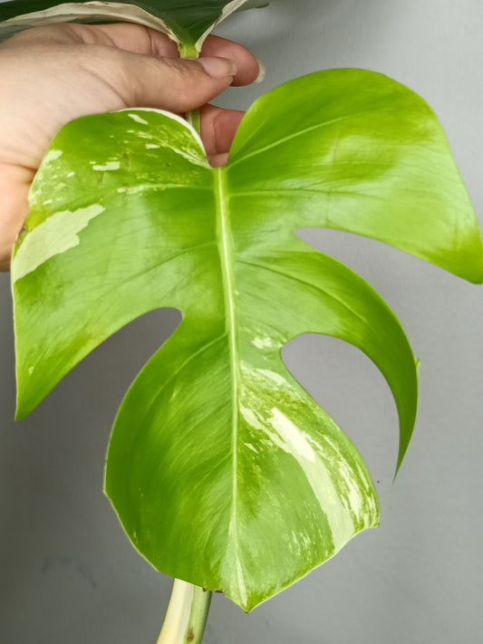 Monstera Albo M12- Alyssa Sprague