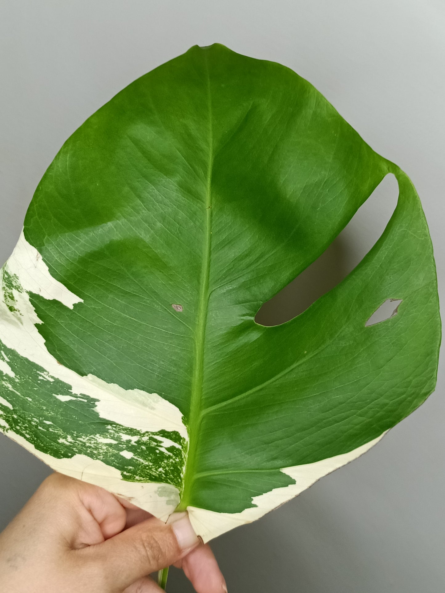 Monstera Albo M12- Alyssa Sprague