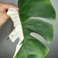 Monstera Albo M13- Castor Pollux