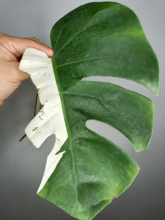 Monstera Albo M13- Castor Pollux