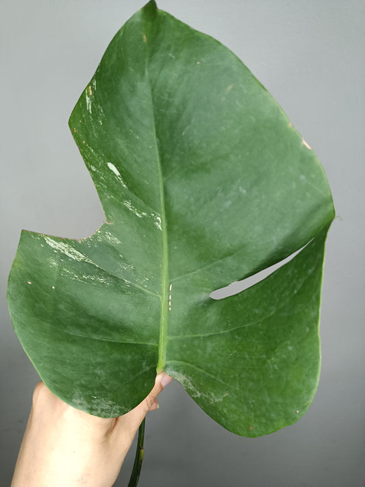 Monstera Albo M15 FREE- Tiffany Chew Jubran