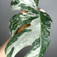 Monstera Albo M19-Castor Pollux