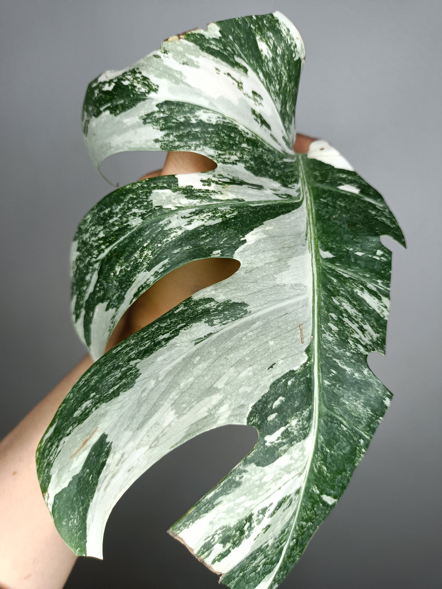 Monstera Albo M19-Castor Pollux