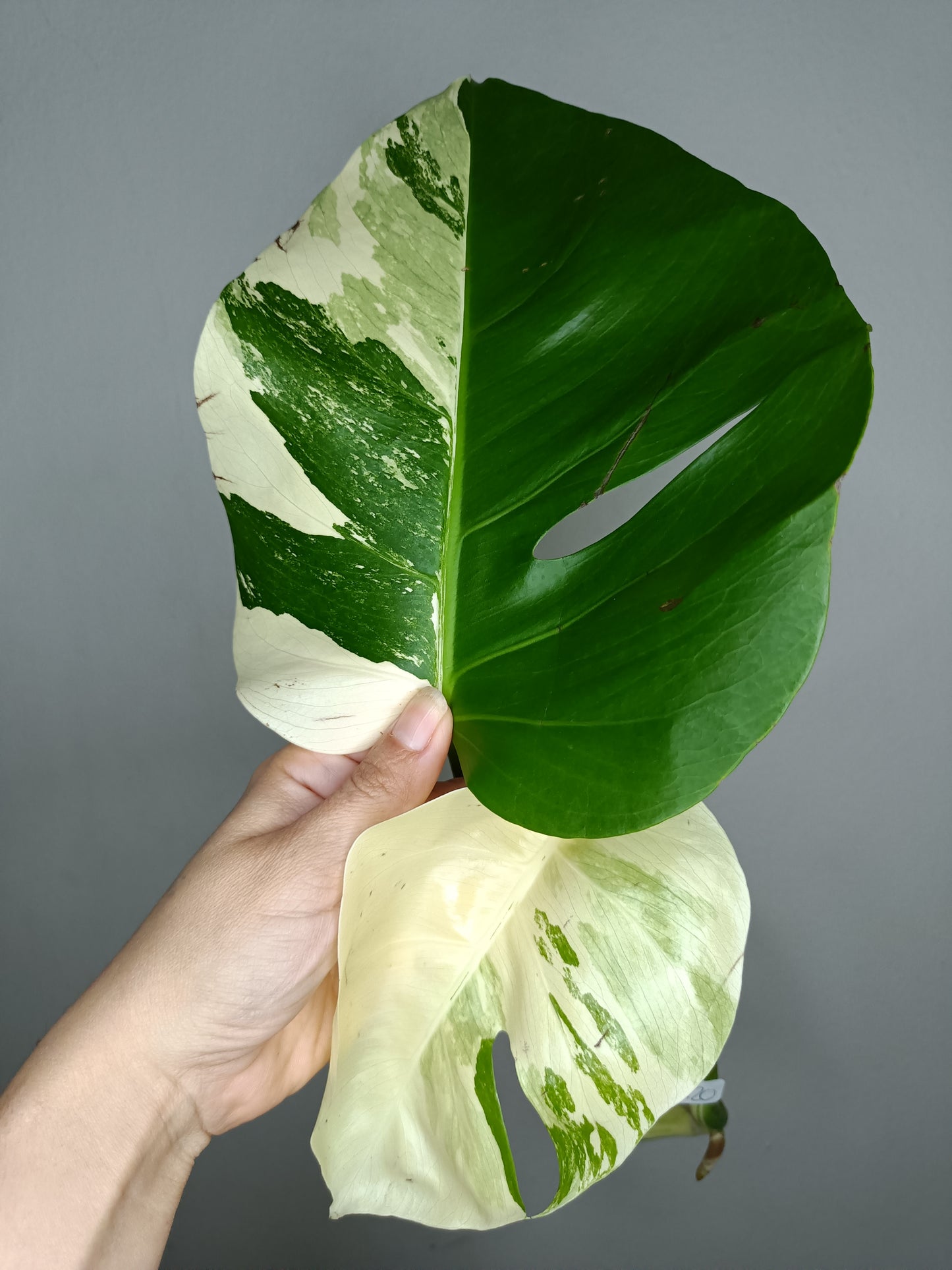 Monstera Albo M20- Elizabeth Evangelista