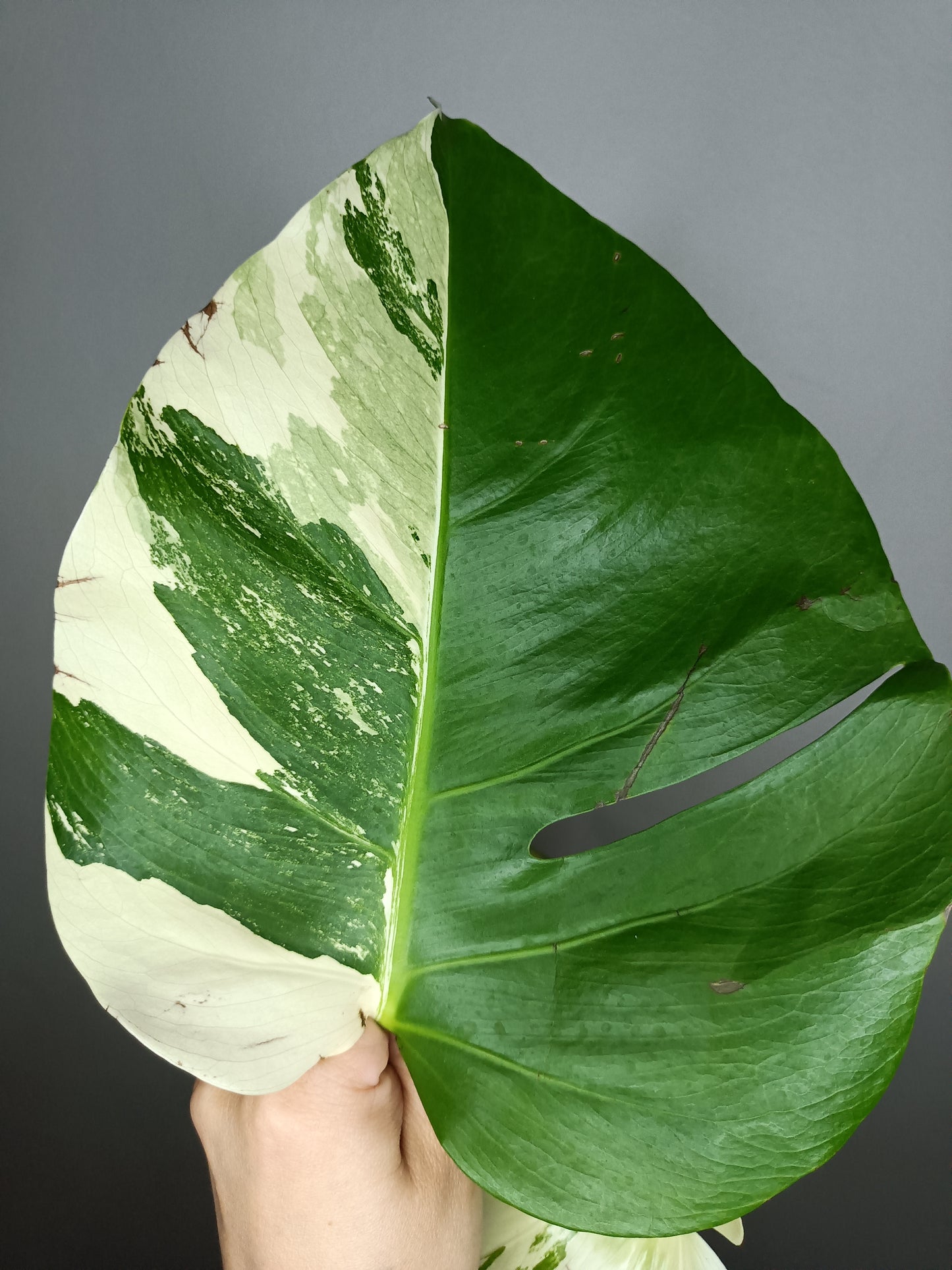 Monstera Albo M20- Elizabeth Evangelista