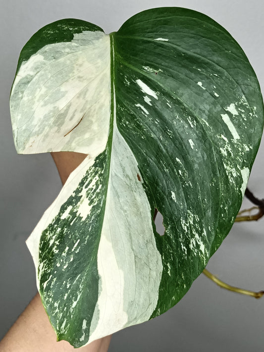 Monstera Albo A23-Raelee Mason