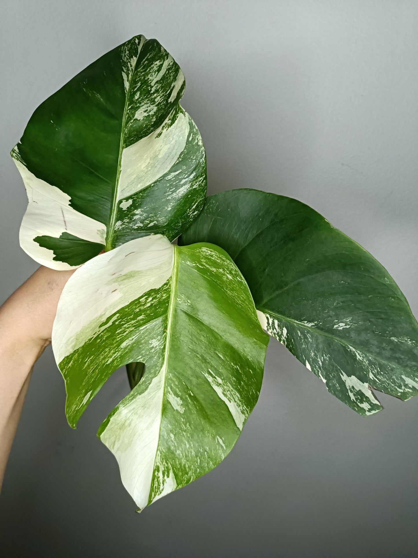 Monstera Albo A24- Elizabeth Evangelista