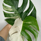 Monstera Albo A25- Patrise Lee