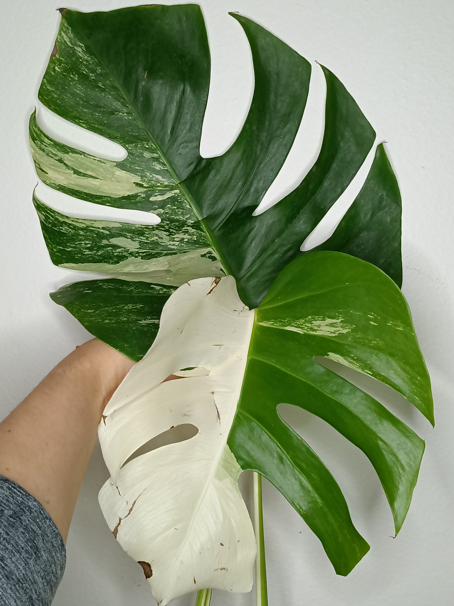 Monstera Albo A25- Patrise Lee