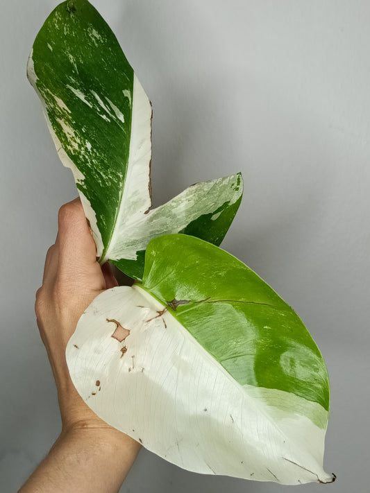 Monstera Albo A26- Tiffany Chew Jubran