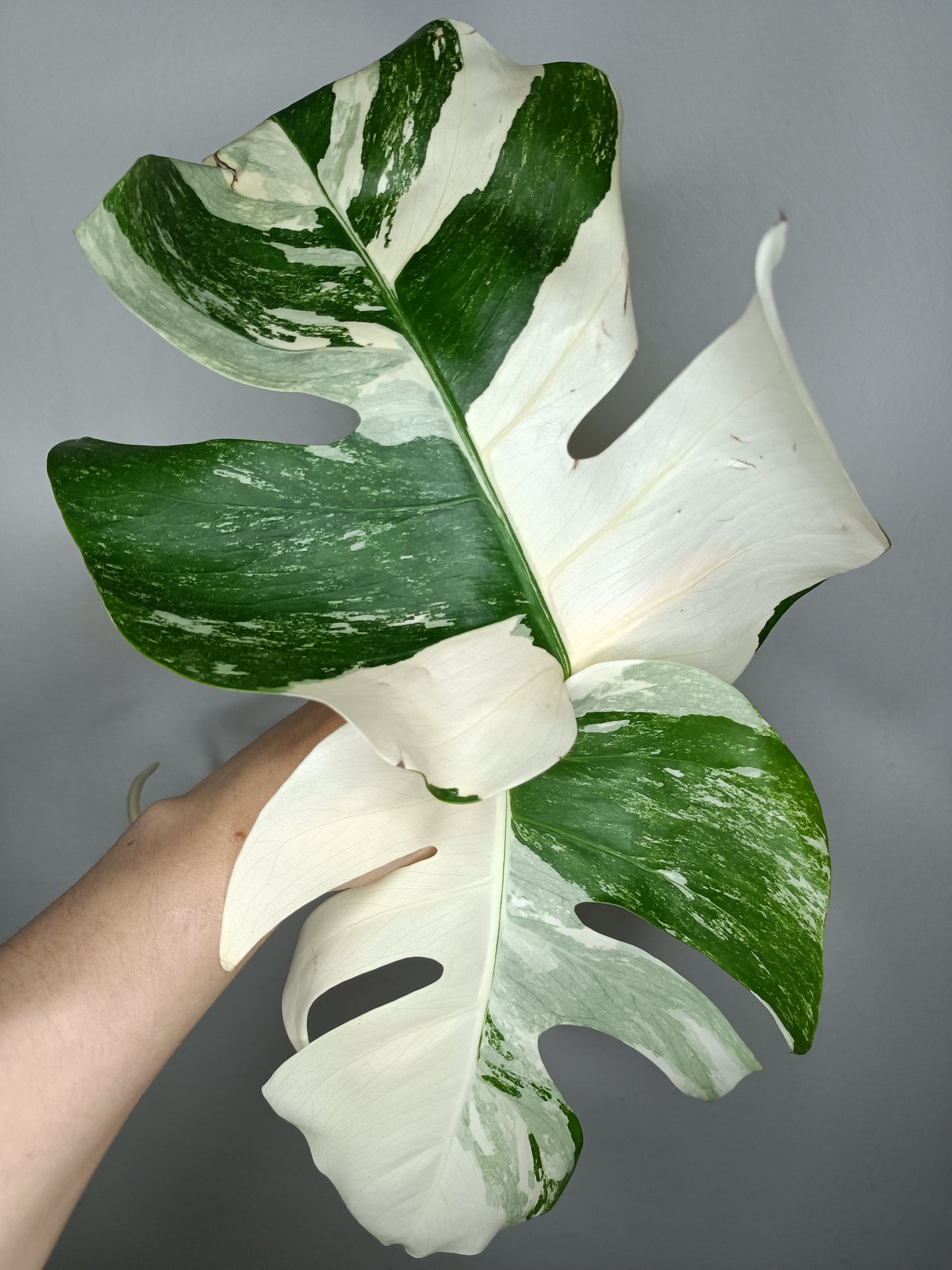 Monstera Albo A27- Elizabeth Evangelista