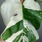 Monstera Albo A27- Elizabeth Evangelista