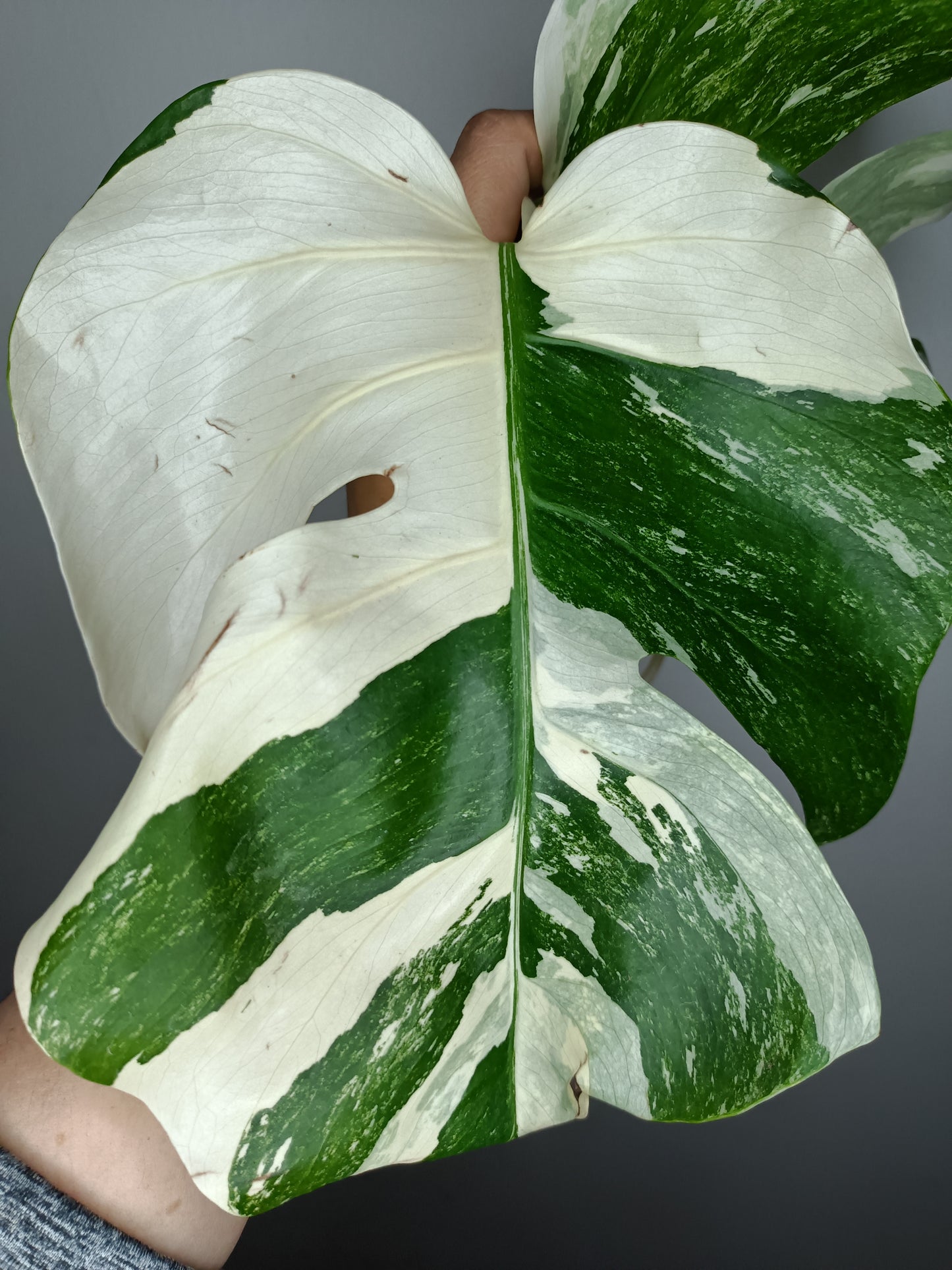 Monstera Albo A27- Elizabeth Evangelista