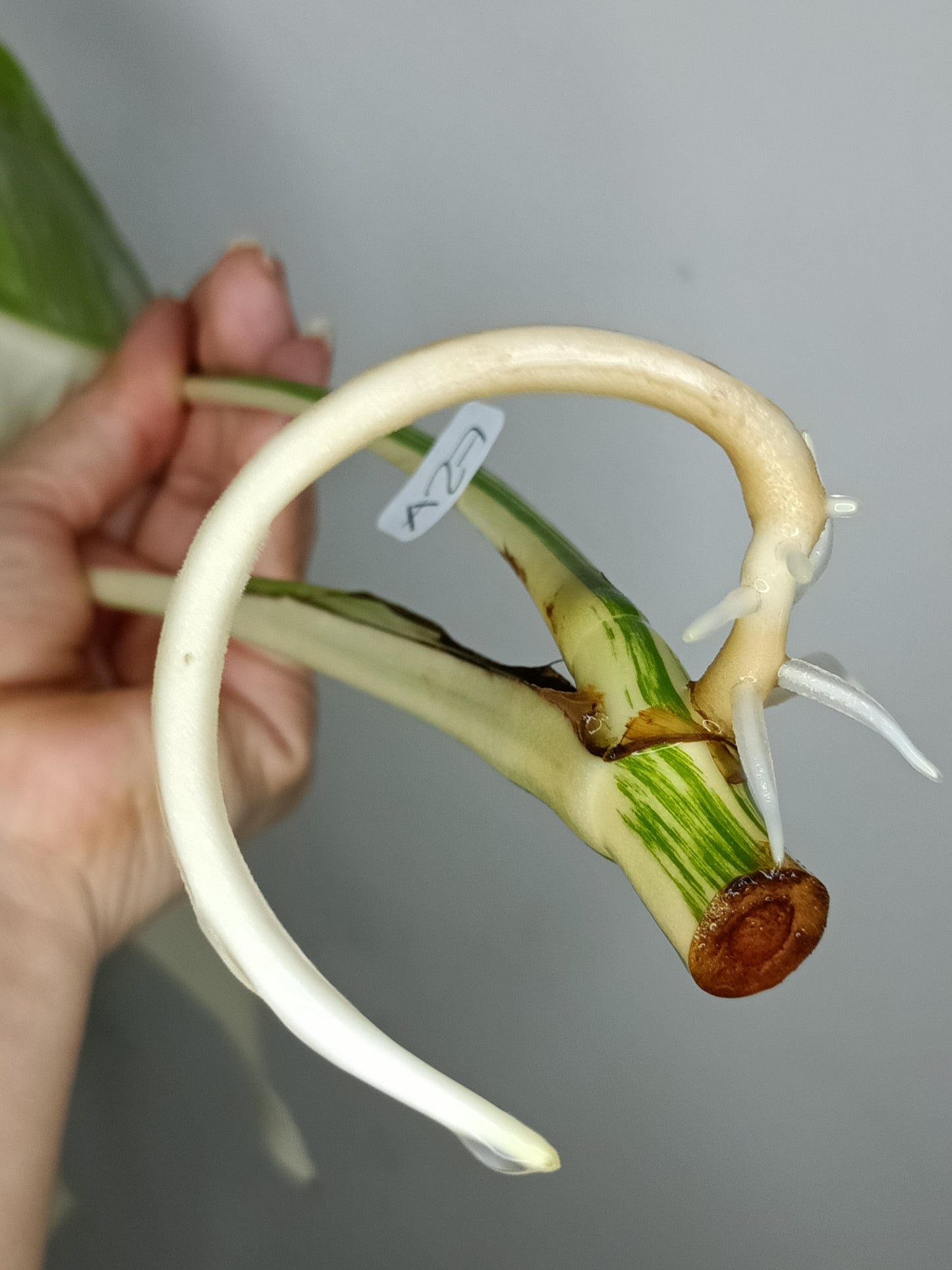 Monstera Albo A27- Elizabeth Evangelista