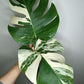 Monstera Albo A28- April Sarmiento