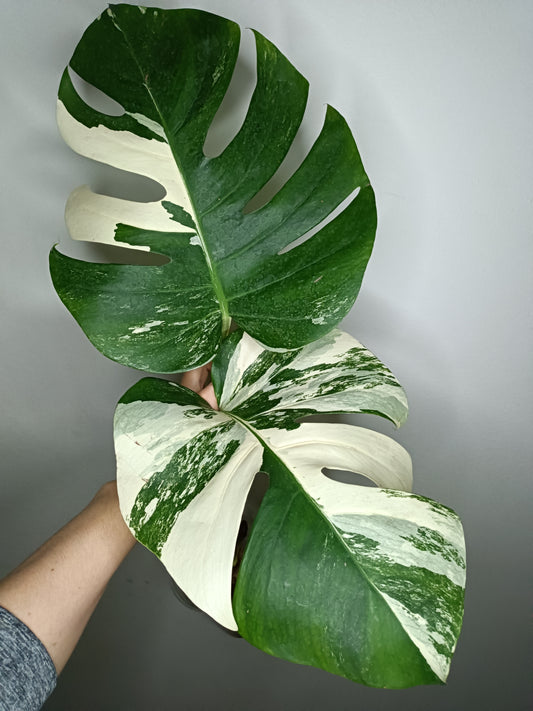 Monstera Albo A28- April Sarmiento