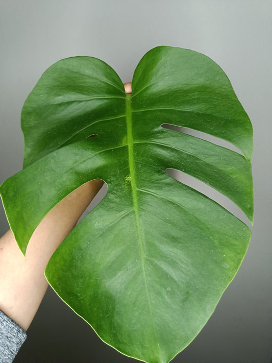 Monstera Aurea AU1- Megan Haun