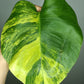 Monstera Aurea AU2- Lance Builta