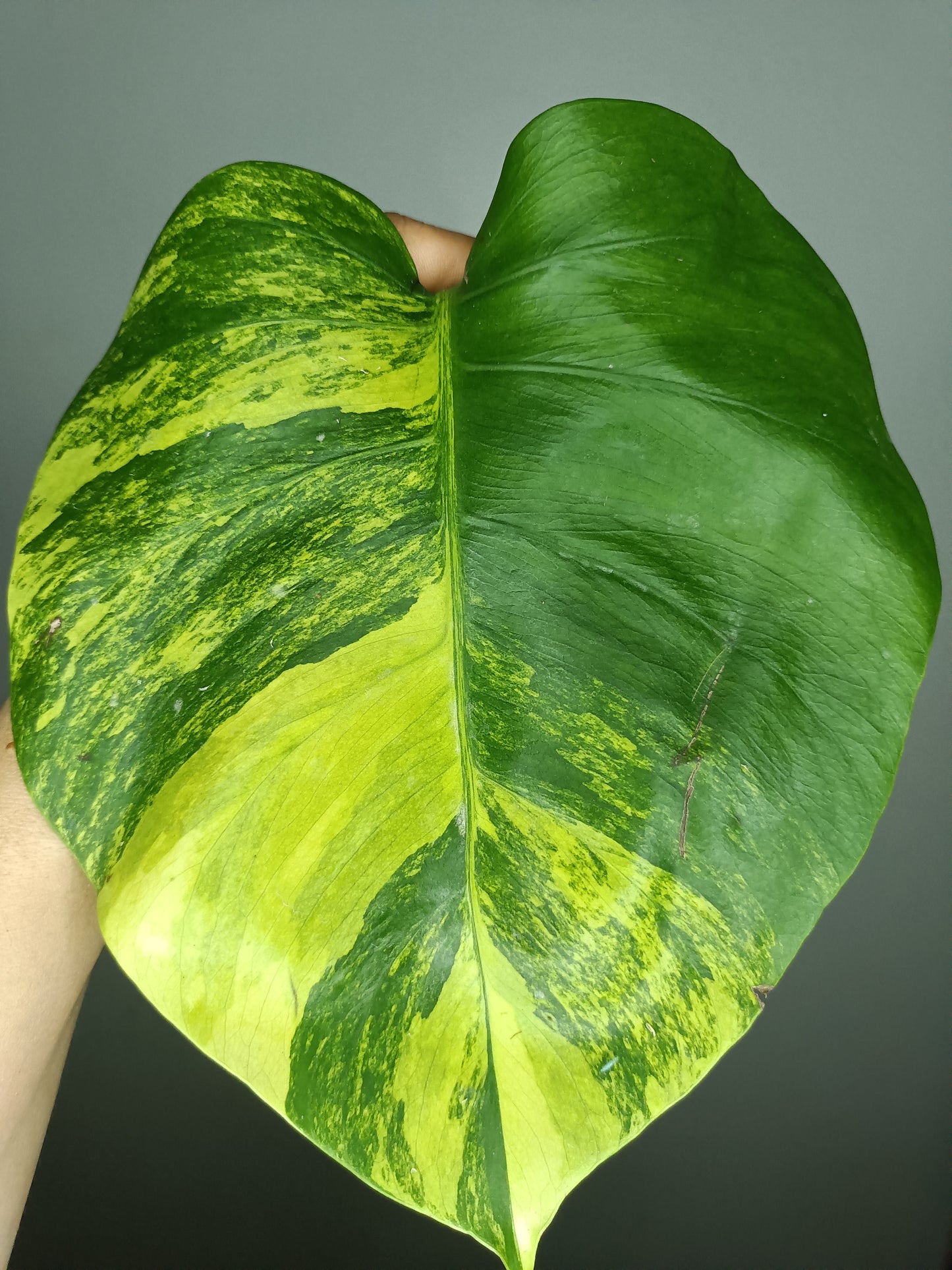 Monstera Aurea AU2- Lance Builta