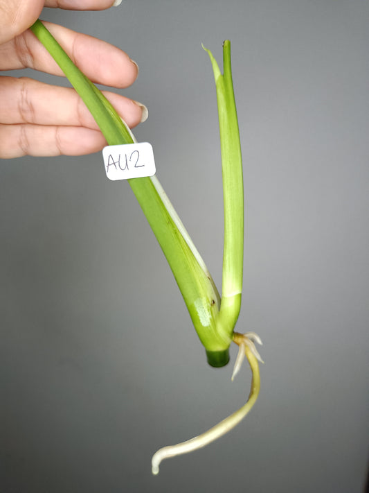 Monstera Aurea AU2- Lance Builta