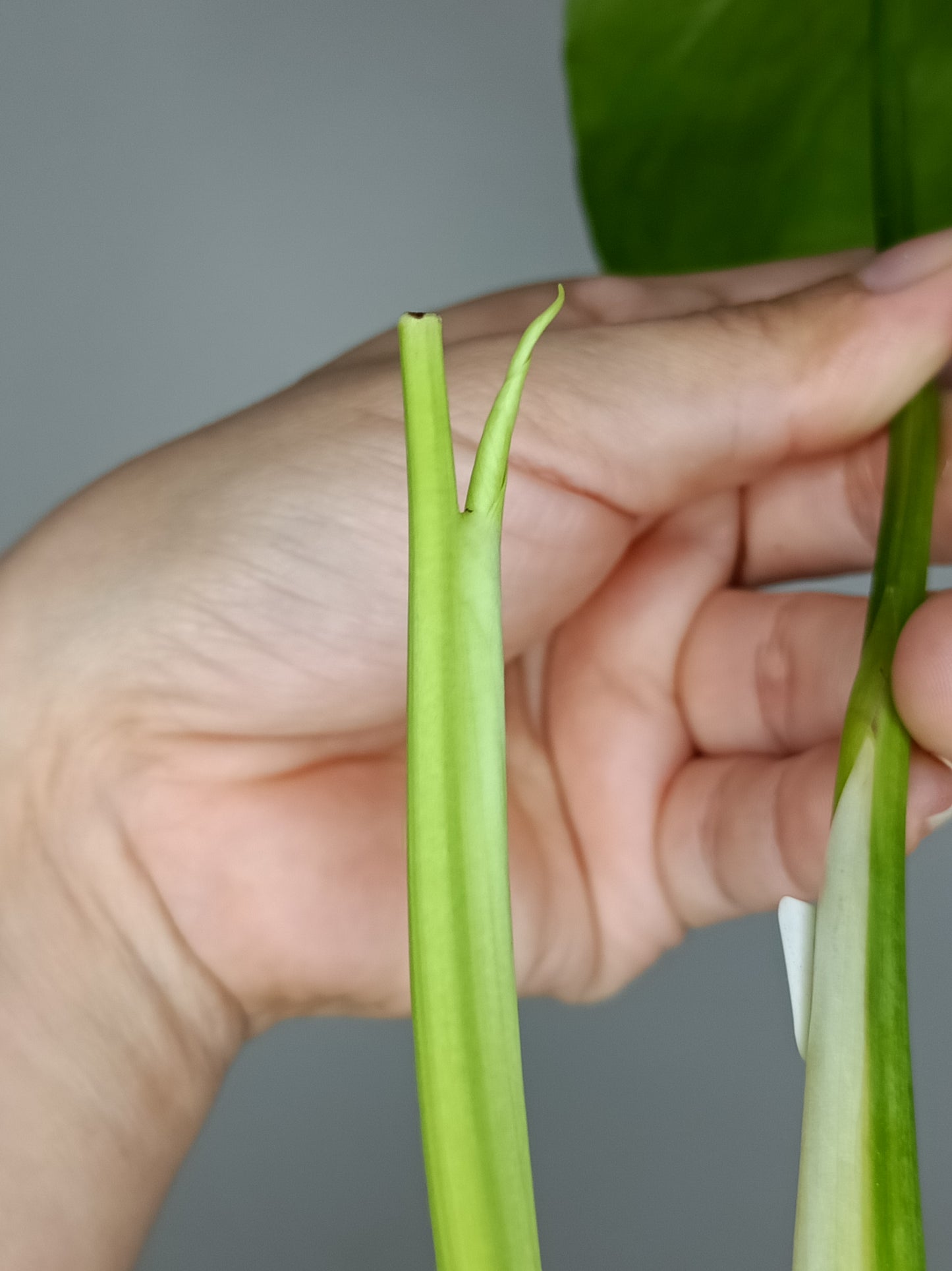 Monstera Aurea AU2- Lance Builta