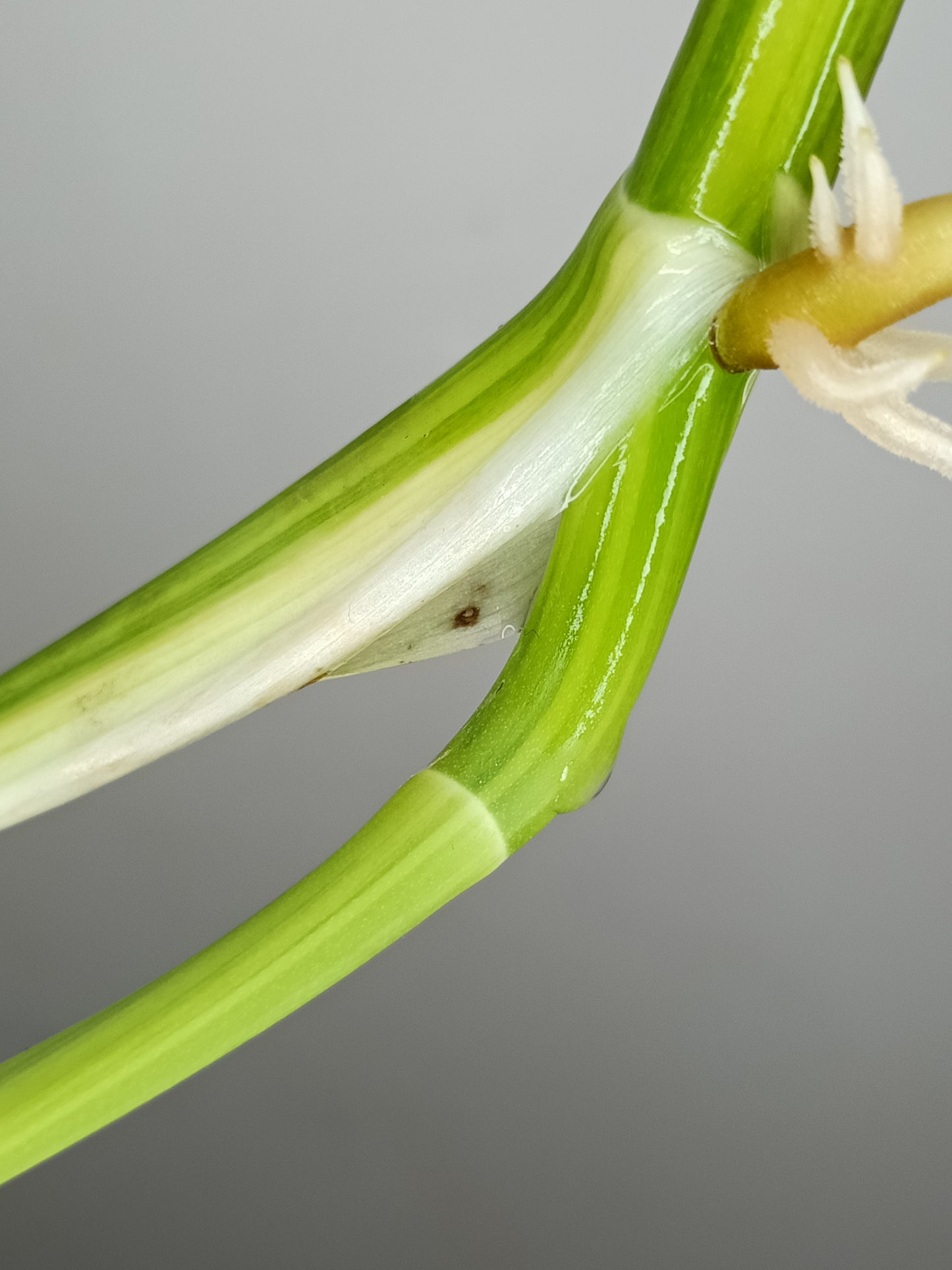 Monstera Aurea AU2- Lance Builta