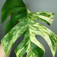 Monstera Aurea AU3- Lance Builta