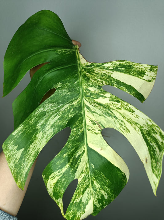 Monstera Aurea AU3- Lance Builta