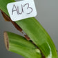 Monstera Aurea AU3- Lance Builta