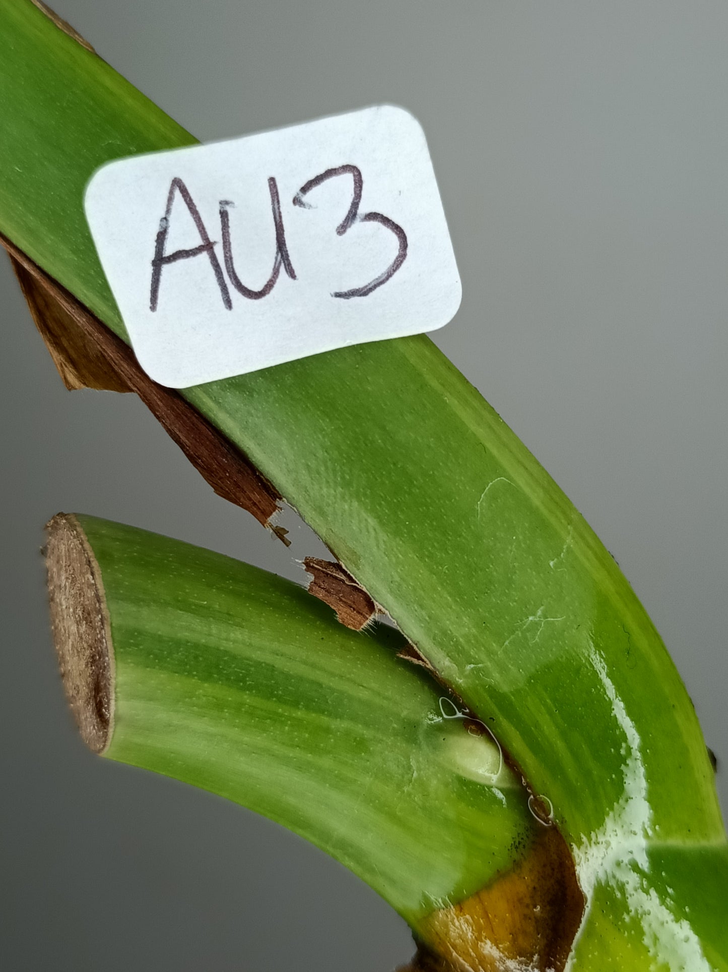 Monstera Aurea AU3- Lance Builta