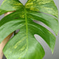 Monstera Aurea AU4-Stacey Knight