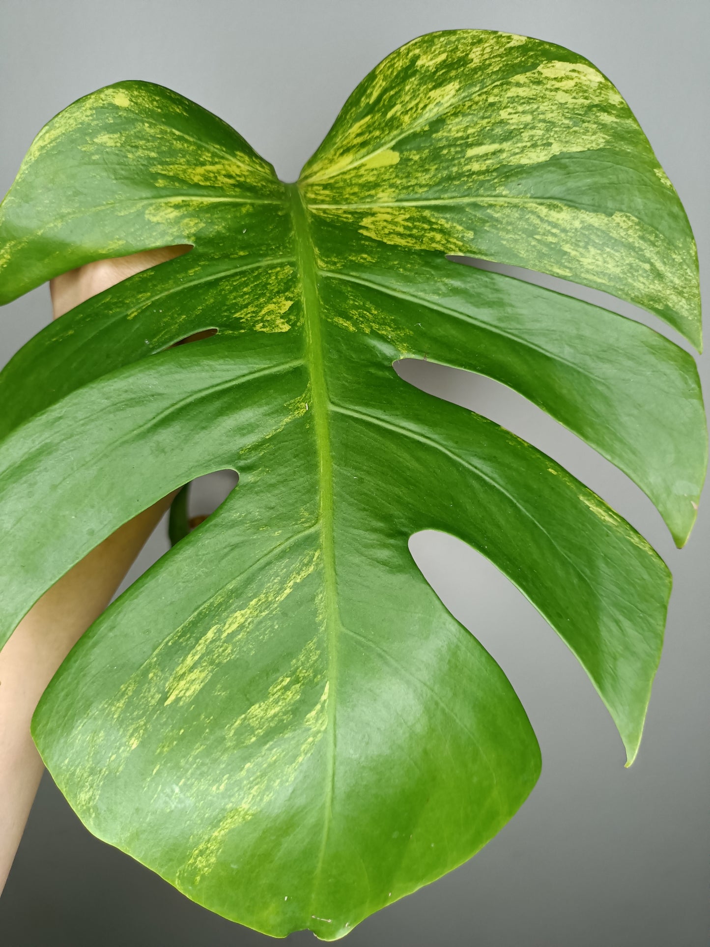 Monstera Aurea AU4-Stacey Knight