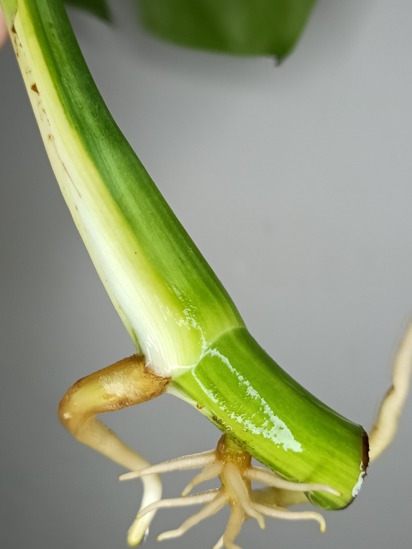 Monstera Aurea AU4-Stacey Knight