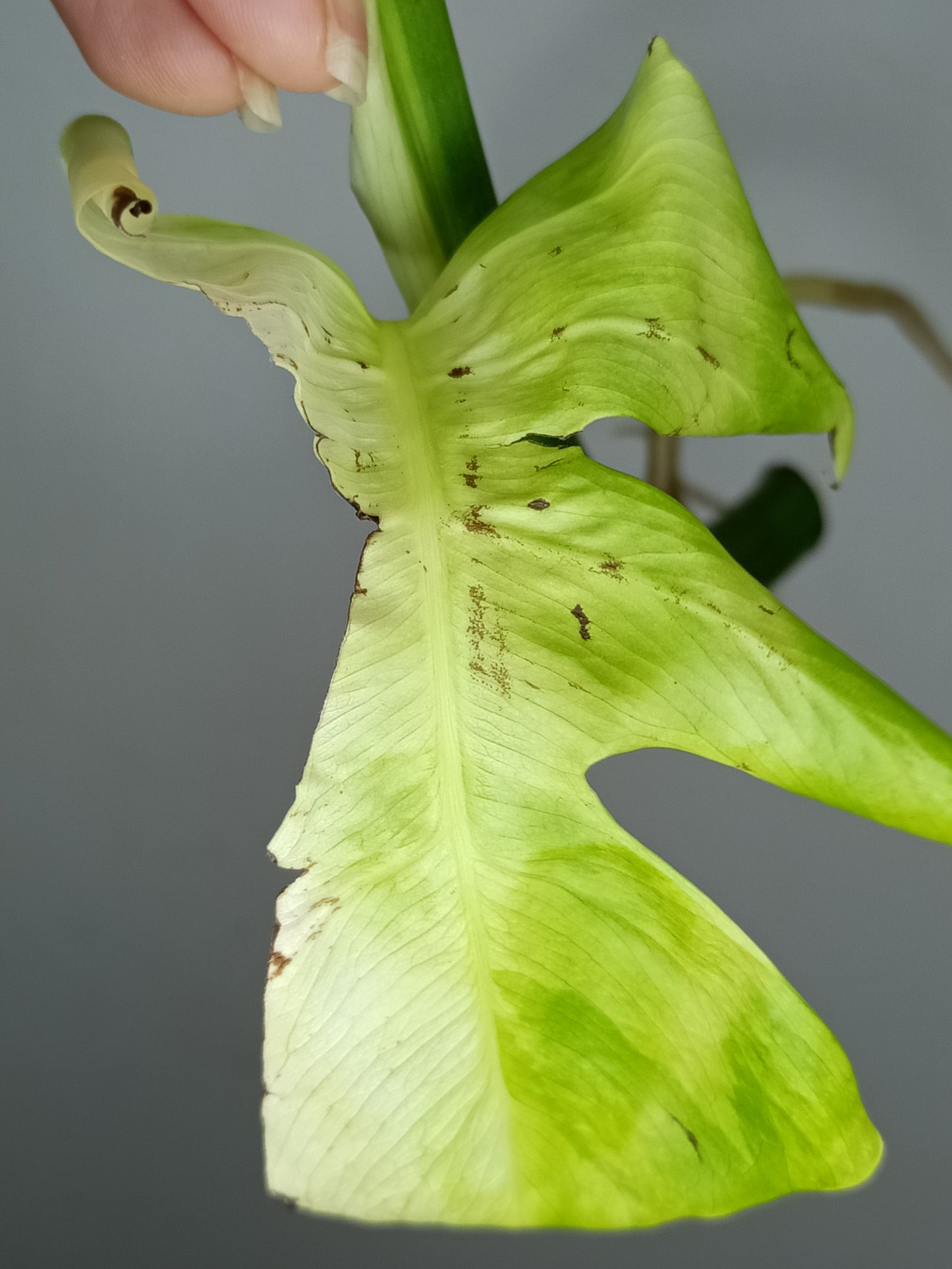 Monstera Aurea AU4-Stacey Knight