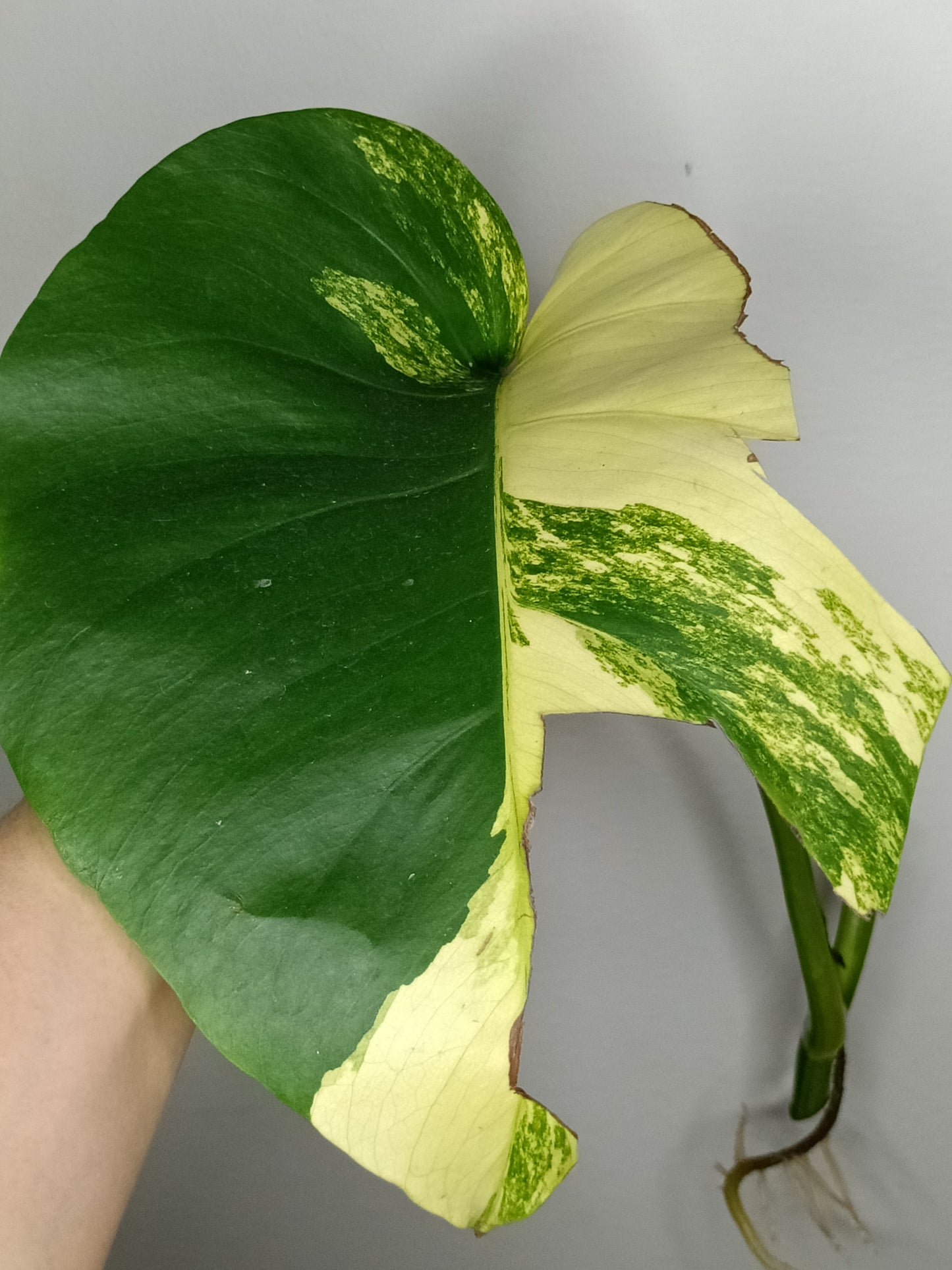 Monstera Aurea AU5- Danielle Boyd