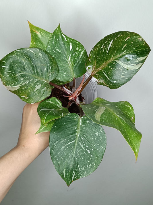 Philodendron White Knight WK4