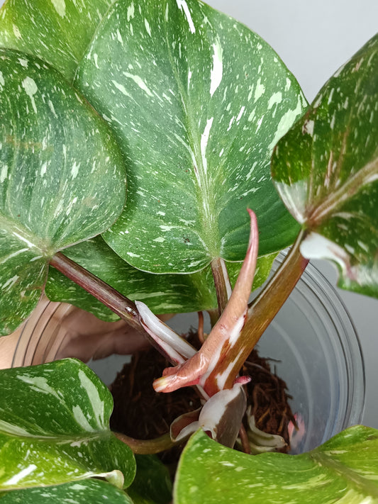 Philodendron White Knight WK4