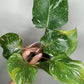 Philodendron White Knight WK1- Burle Marx Mint Reserved Dana Sue Kast Janulis