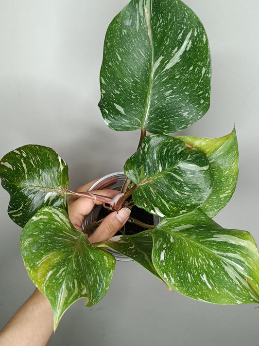 Philodendron White Knight WK1- Burle Marx Mint Reserved Dana Sue Kast Janulis